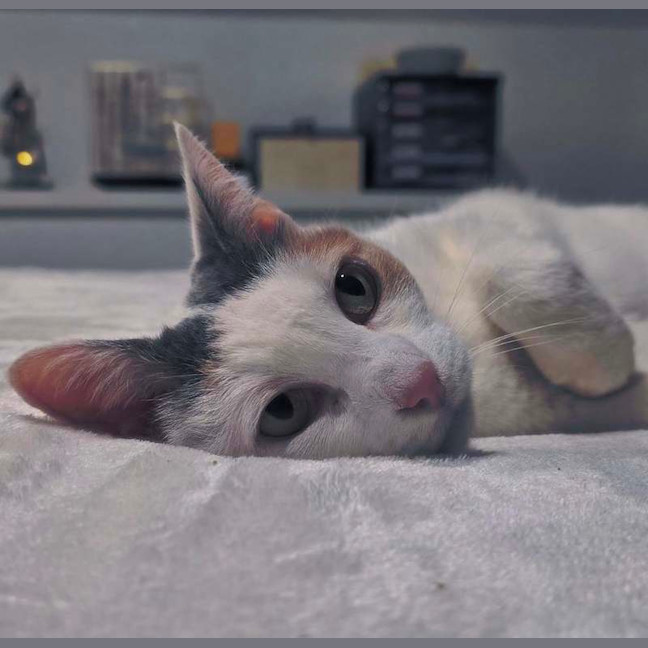 Photo of Angel