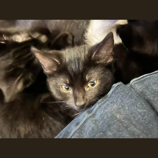 Photo of Luna