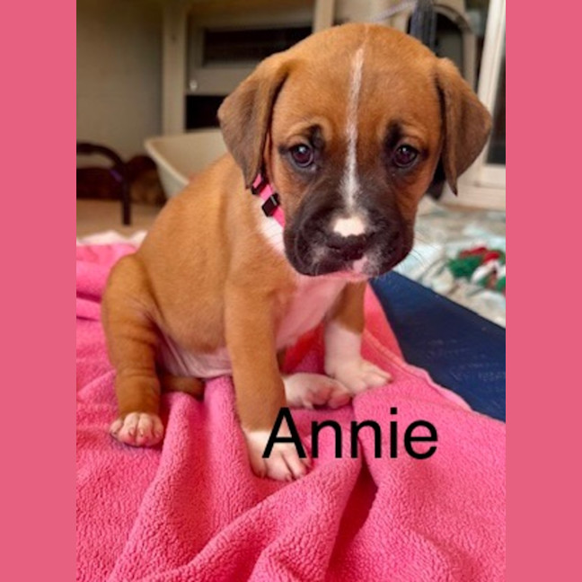 Photo of Annie