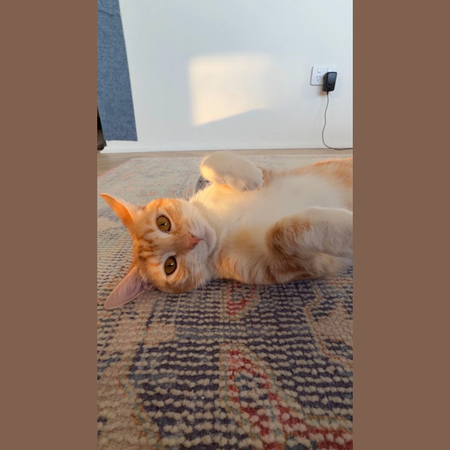 Photo of Mimosa