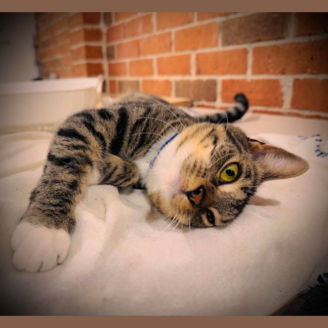Photo of Alto
