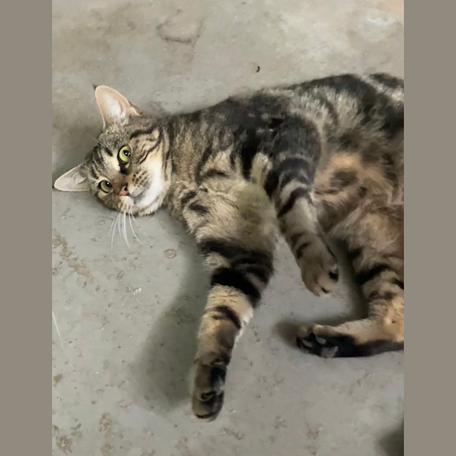 Photo of Banoffee