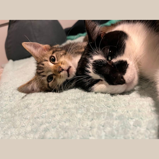 Photo of Stitch *9 Lives Project Rescue*