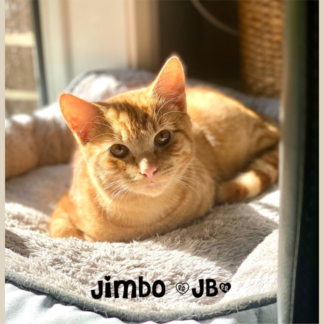 Photo of Jimbo