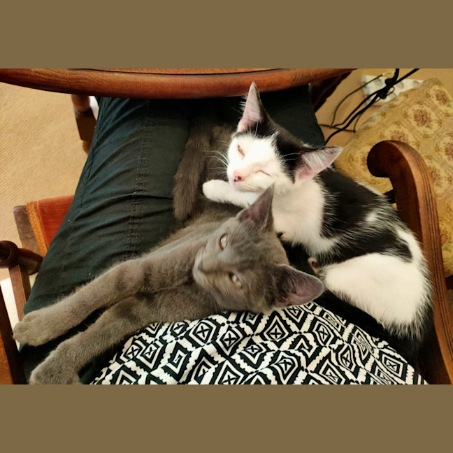 Photo of Shadow And Domino