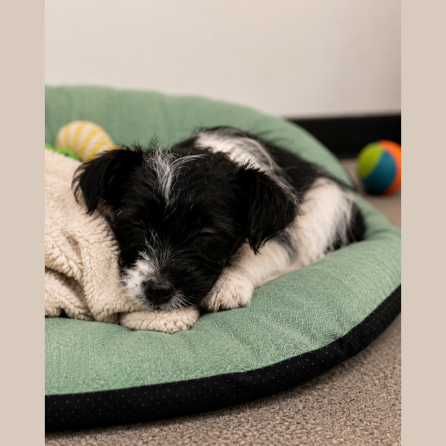 Photo of Basil