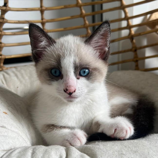 Photo of Possum 🩵🐟