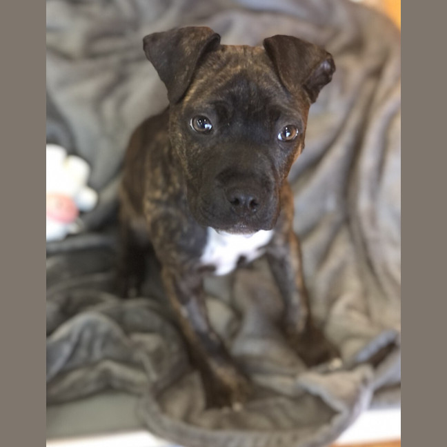 Photo of Finn