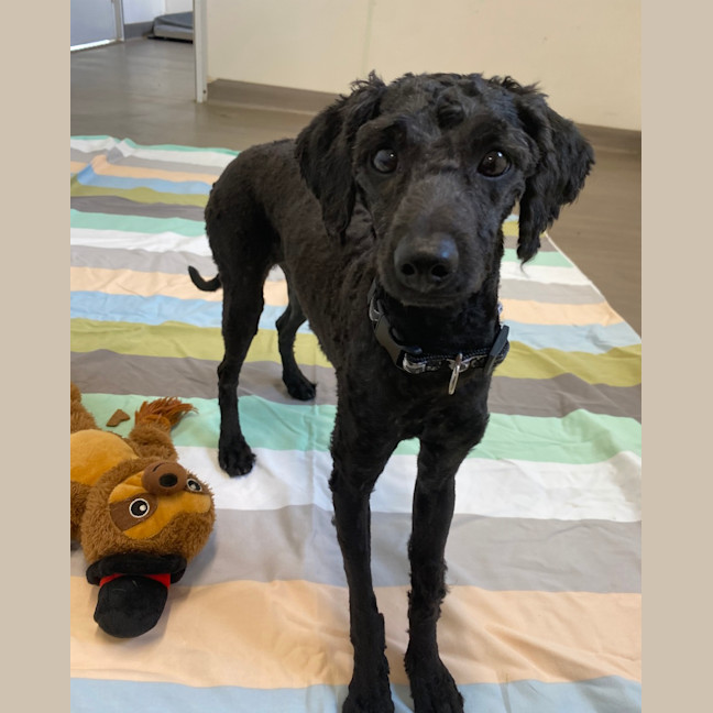 Photo of Truffle
