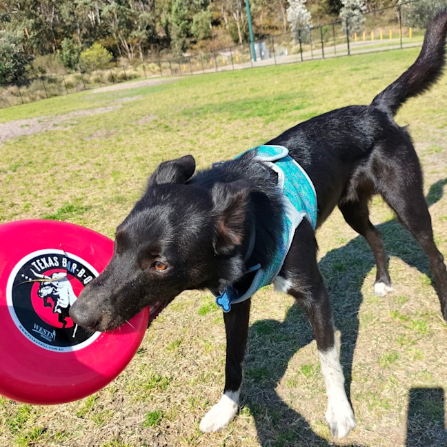 Photo of Bhoot   Assisted Rehome