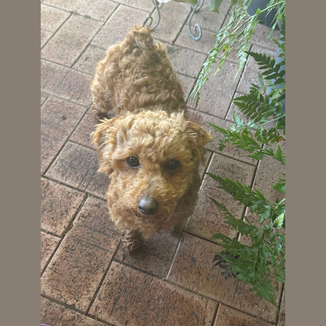 Photo of Coco