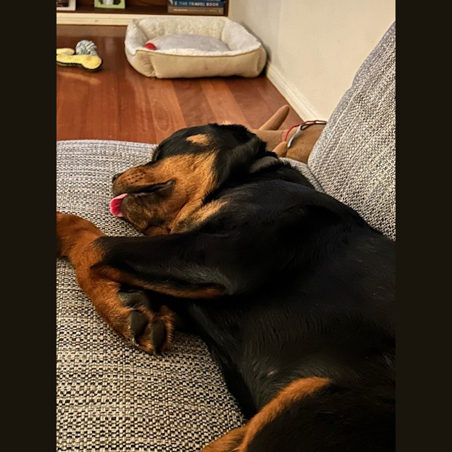 Photo of Milo