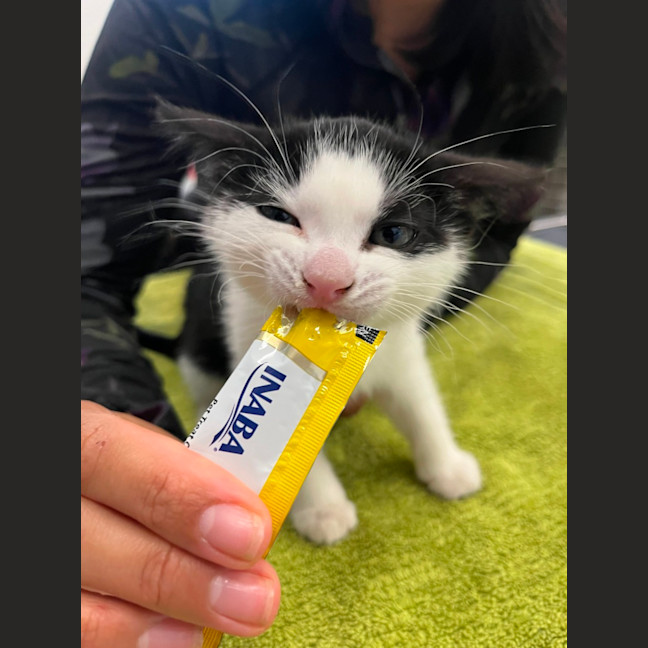 Photo of Jerry   In Foster Care In Brunswick West