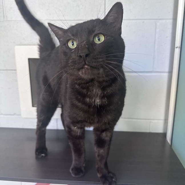 Photo of Reacher