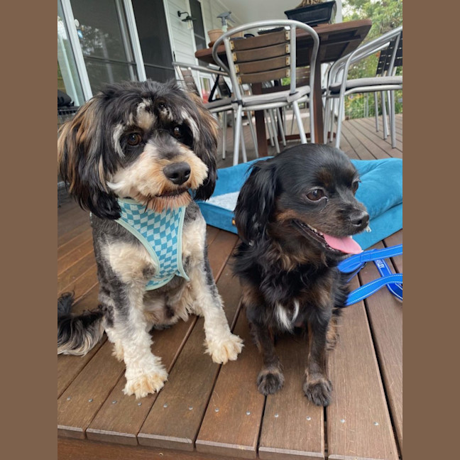 Photo of Oakley   Special Needs