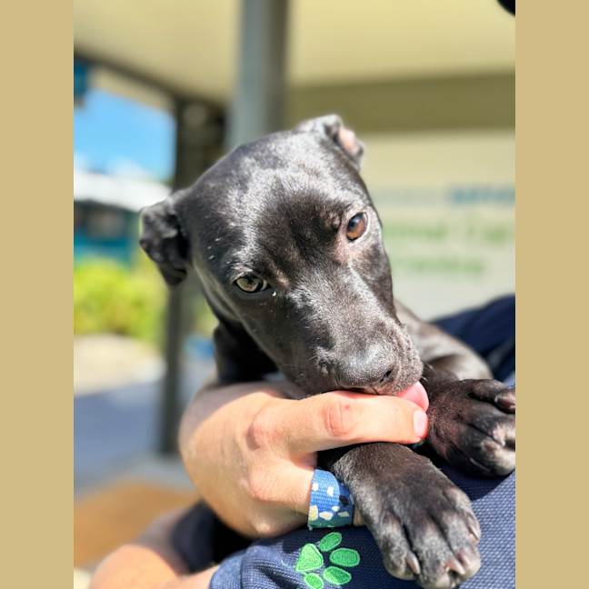 Photo of Blaze (Ex Lolly)