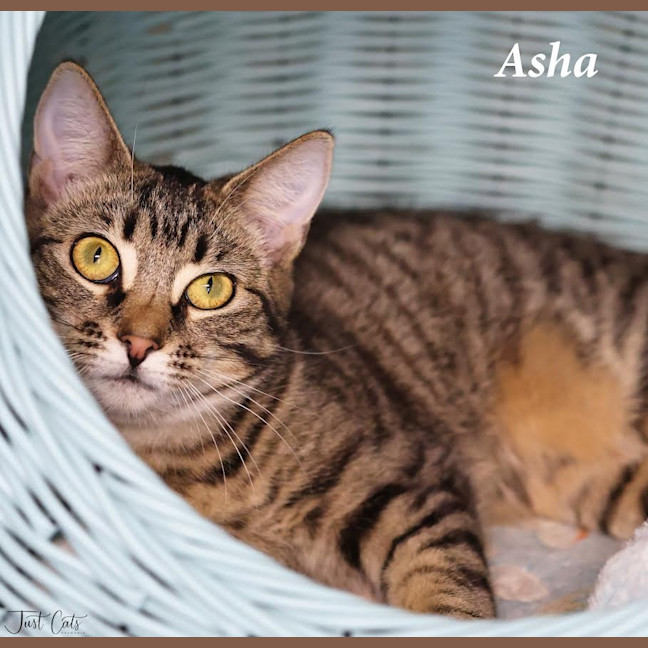 Photo of Asha