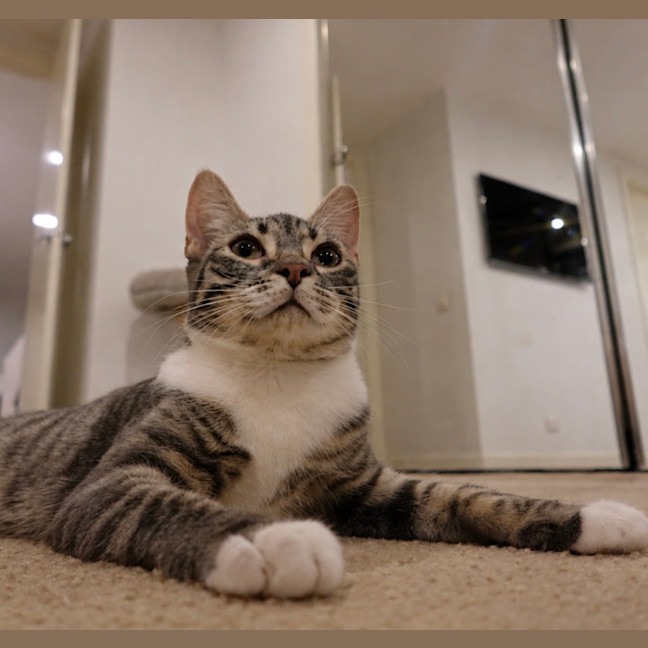 Photo of Sarabi