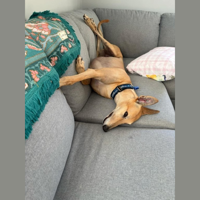 Photo of Xena   5 Year Old Greyhound
