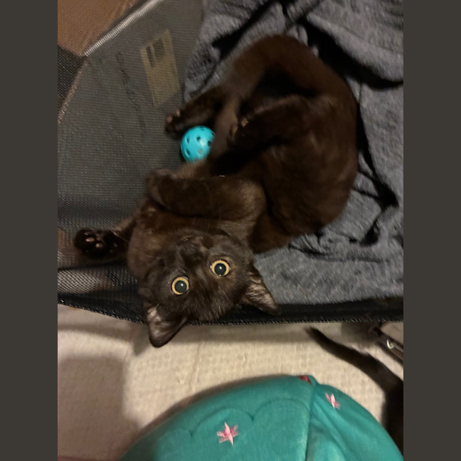 Photo of Atlas