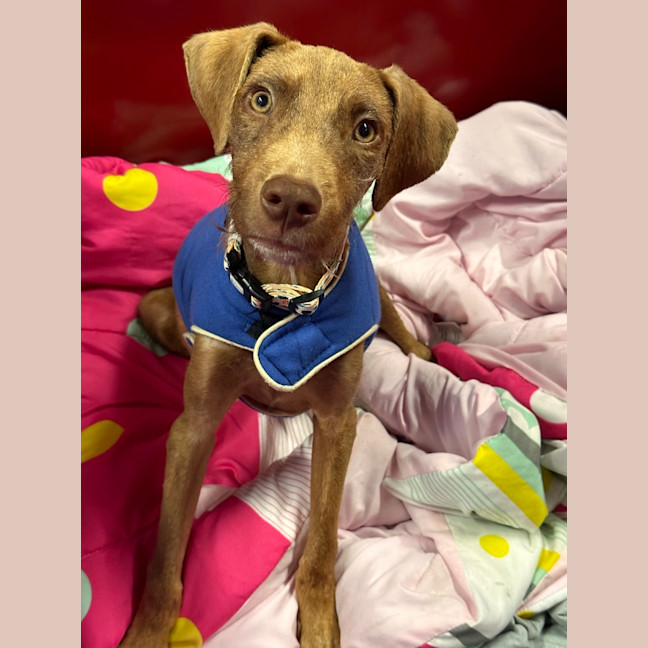 Photo of Lupin