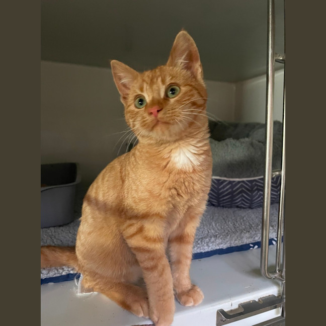 Photo of Gingerbread 