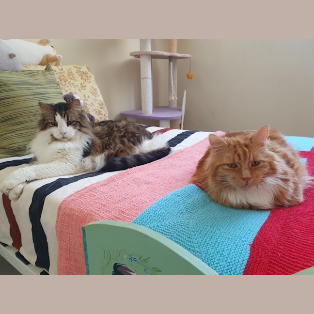 Photo of Phoenix & Harper