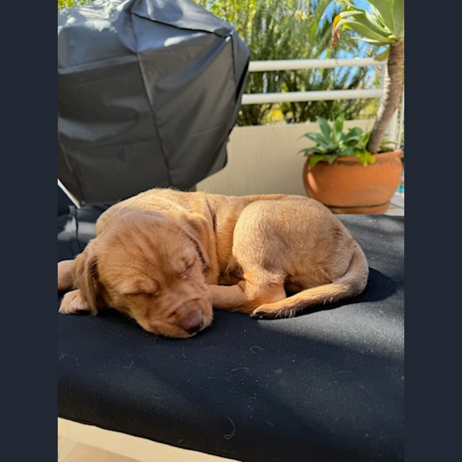 Photo of Toffee