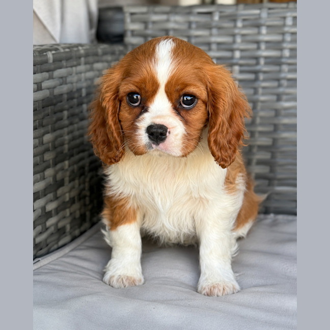 Photo of Lucy