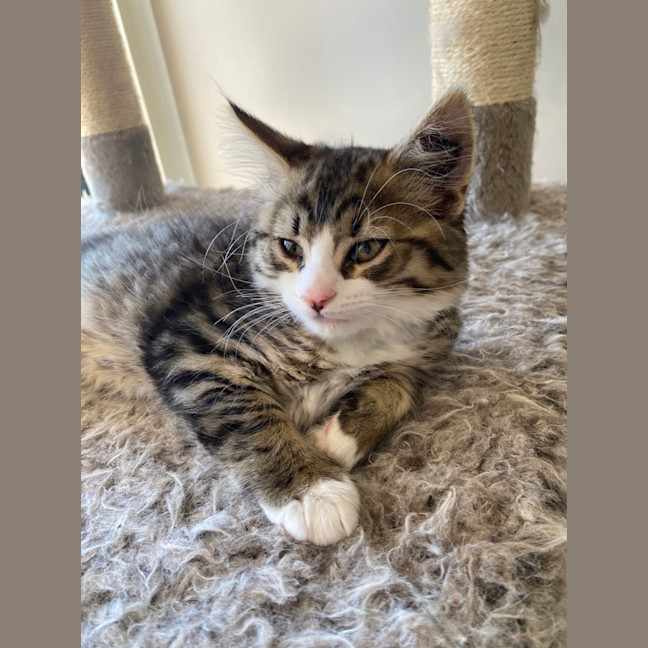 Photo of Pepsi