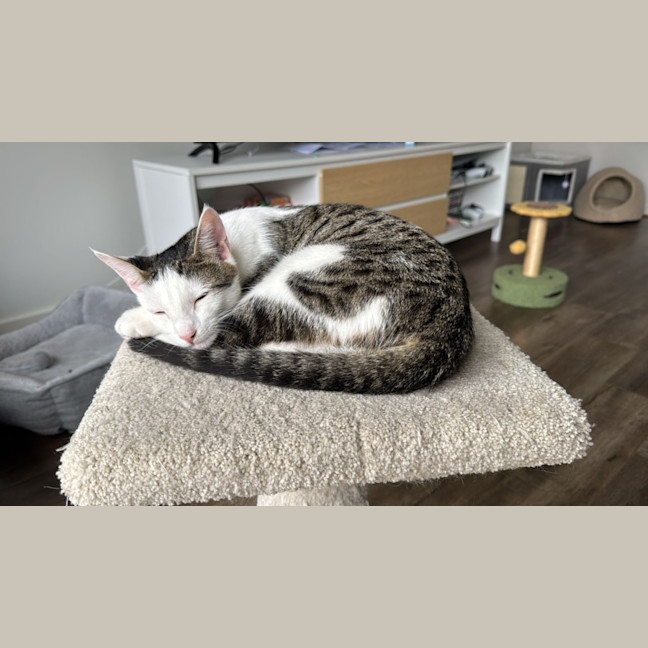 Photo of Dazzle