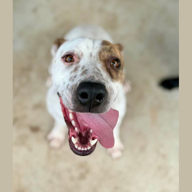 Photo of Daisy   2 Year Old Bull Arab X