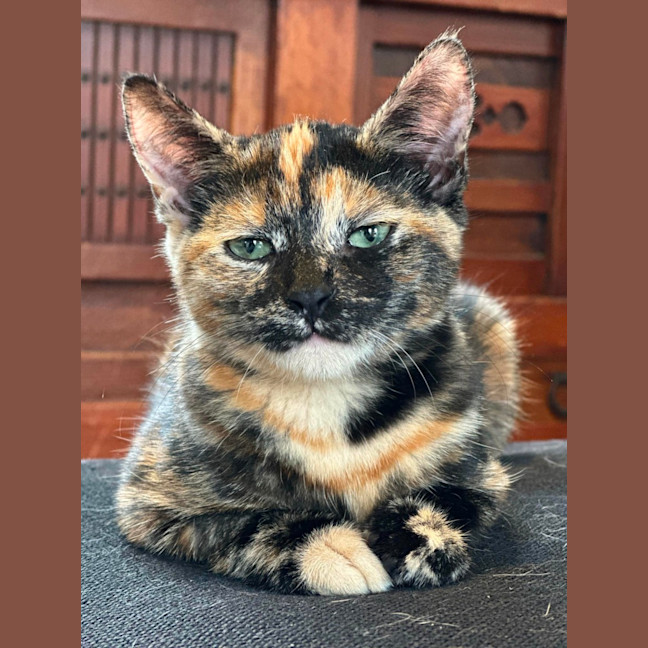 Photo of Holly & Ivy