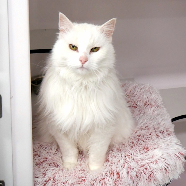 Photo of Quincy Sua011437 