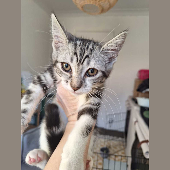 Photo of Tobi