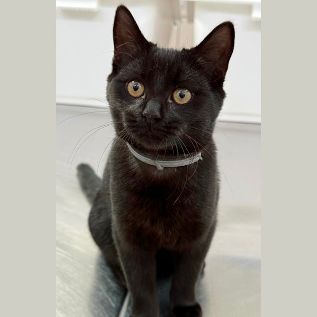 Photo of Truffle (8987)