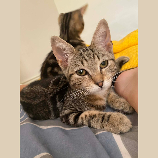 Photo of Chai