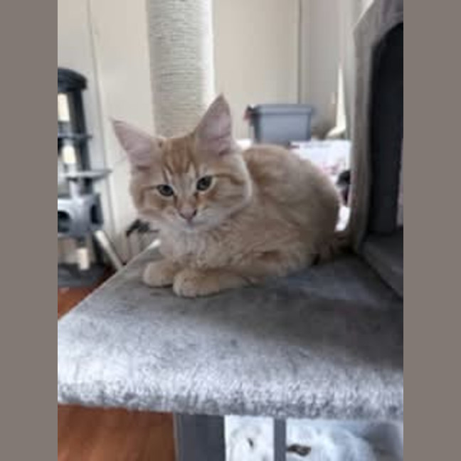 Photo of Gravy *9 Lives Project Rescue*
