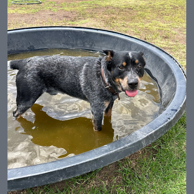 Photo of Bandit