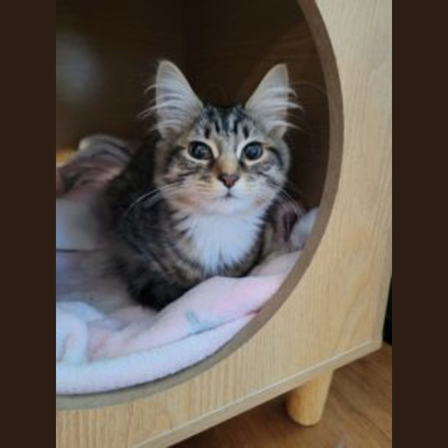 Photo of Tilly Pop