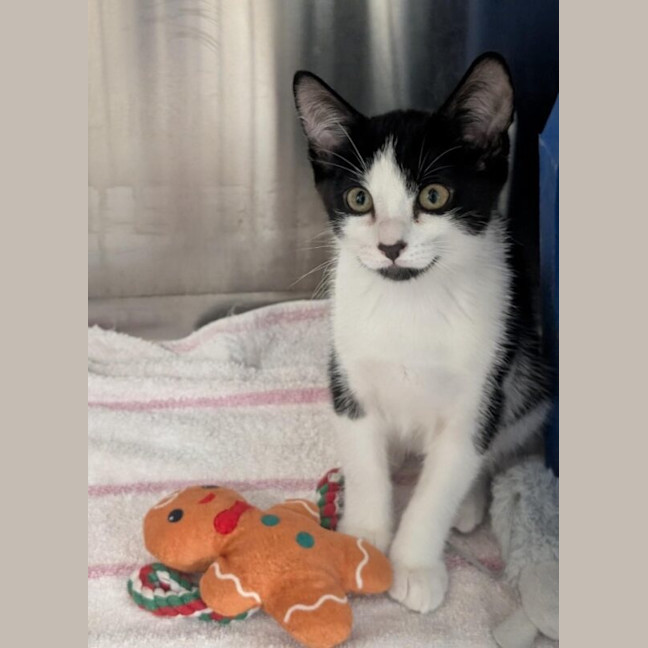 Photo of Jelly Bean