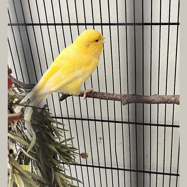 Photo of Jazz