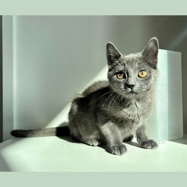 Photo of Olive