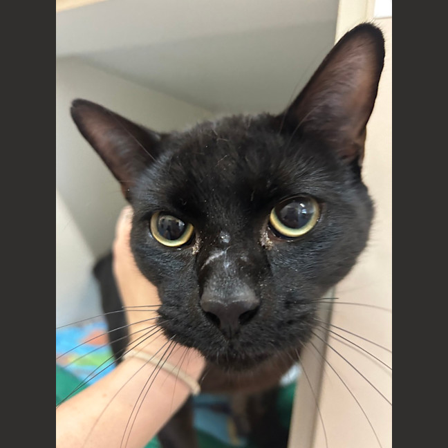 Photo of Gus Binx