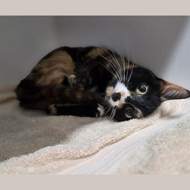Photo of Dot