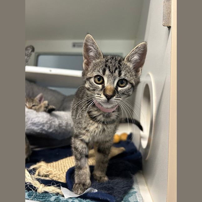 Photo of Mittens