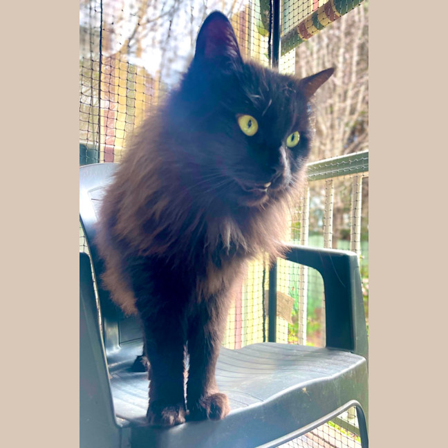 Photo of Raven 