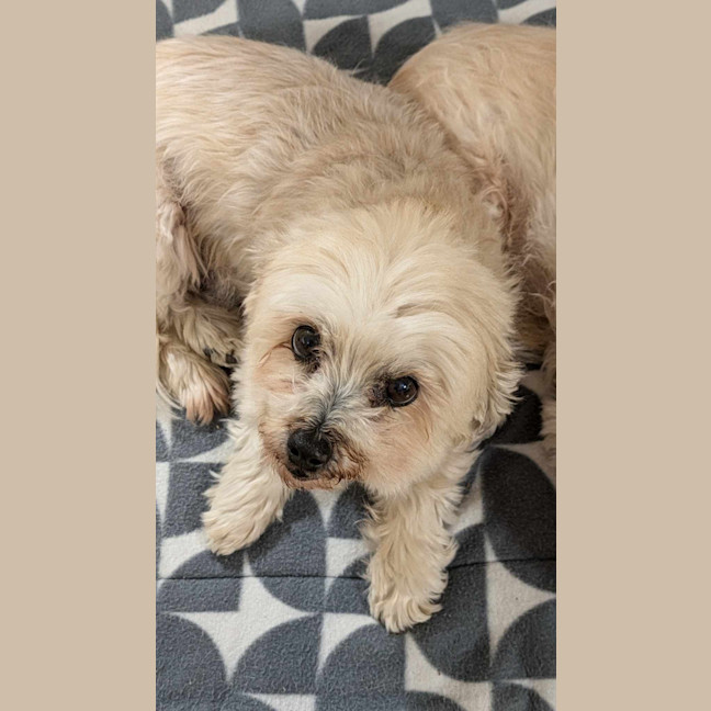 Photo of Stella