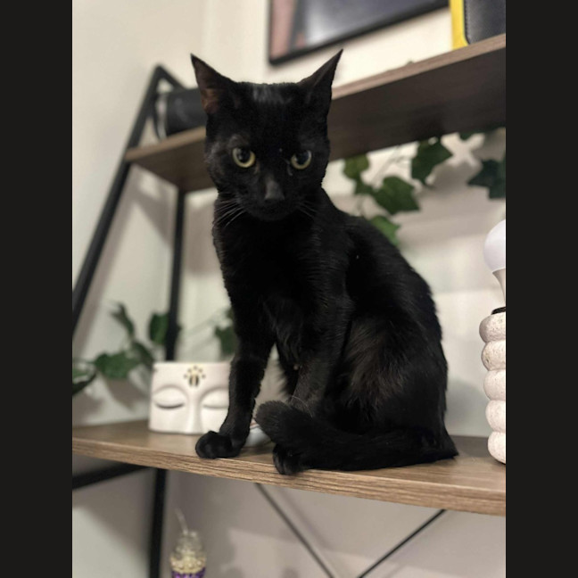 Photo of Olive🫒* 9 Lives Project Rescue*