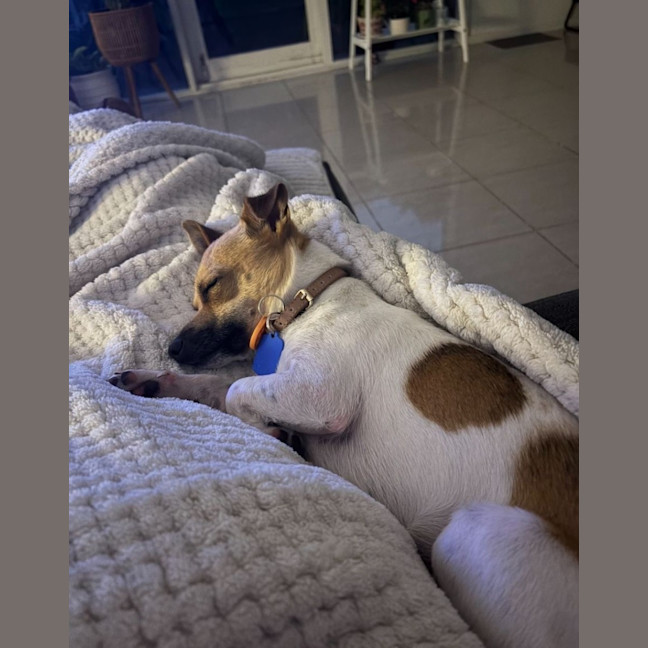 Photo of Chip